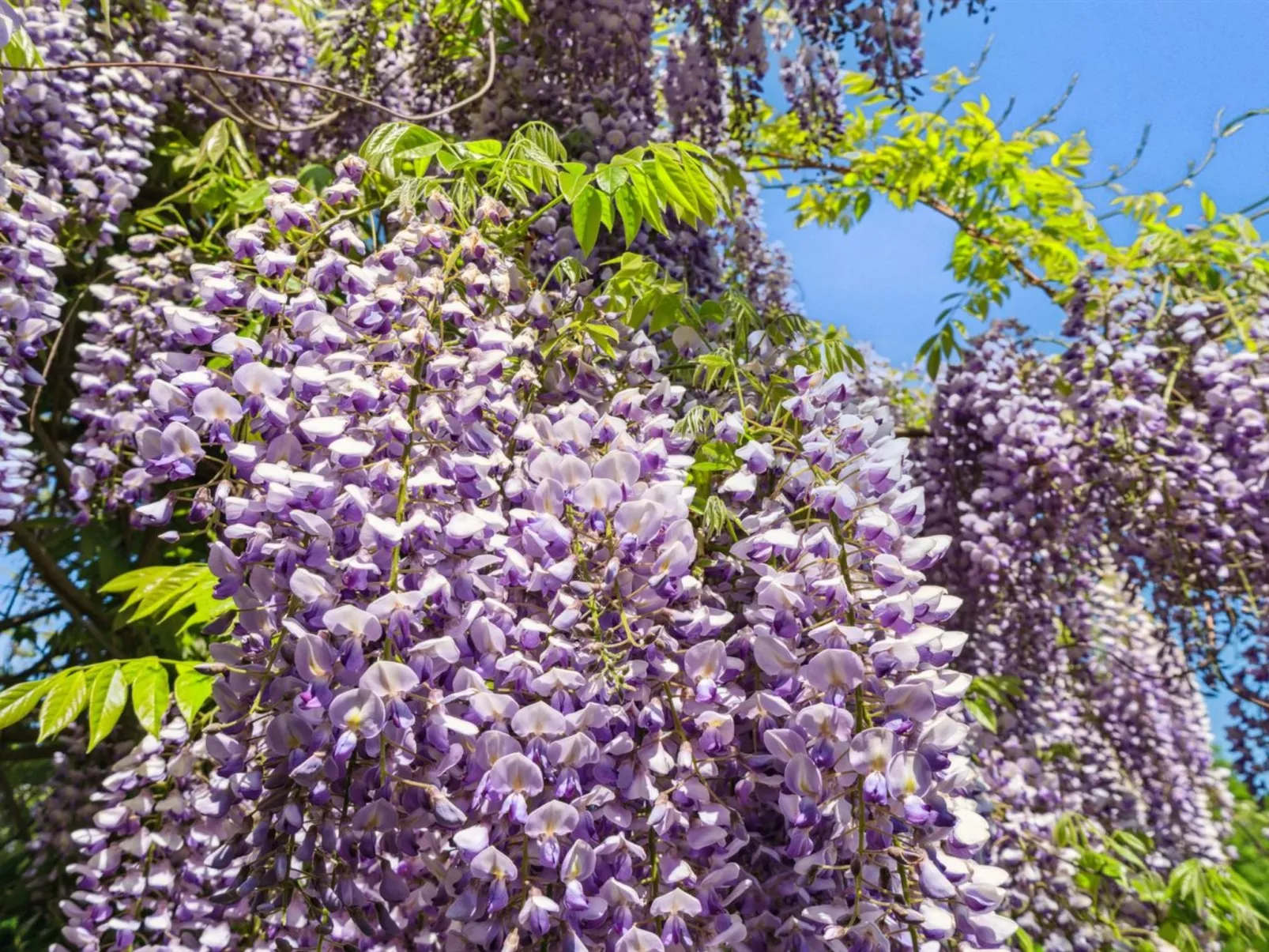 "Angelie" - 350m from the sea