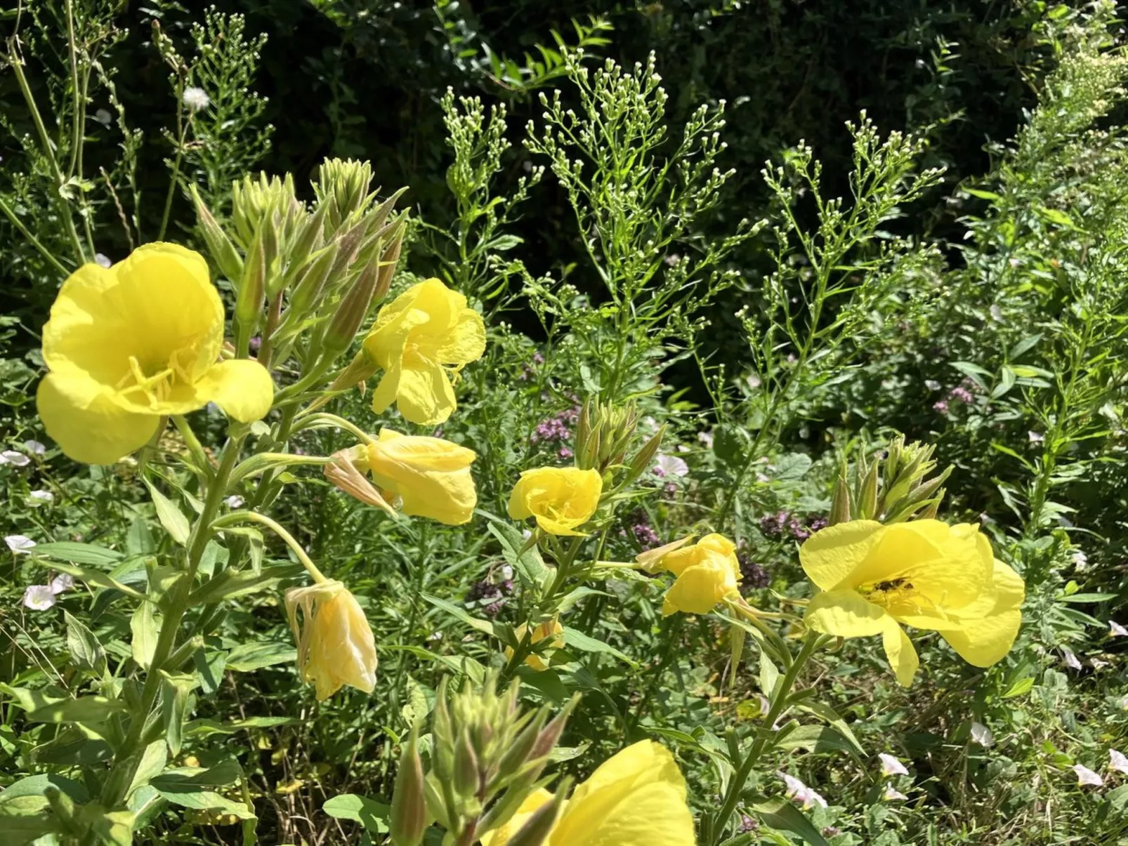 "Thessa" - 4km from the sea