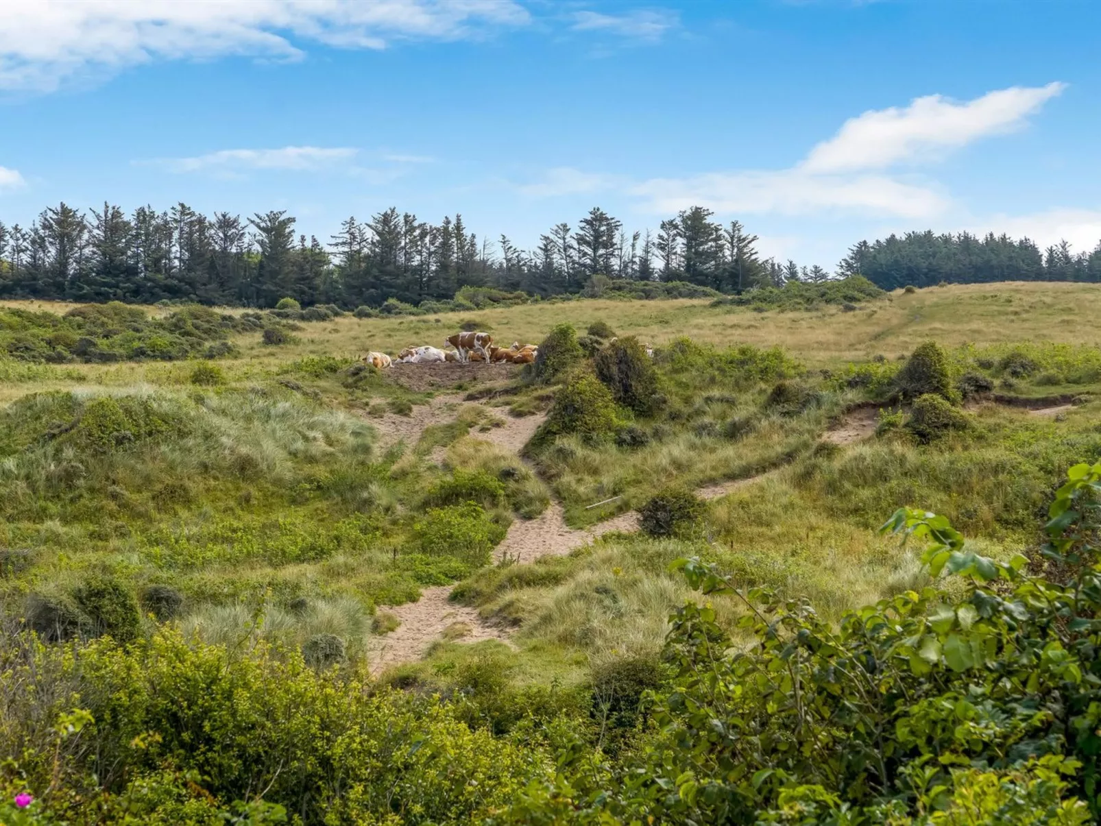 "Nikolce" - 500m from the sea