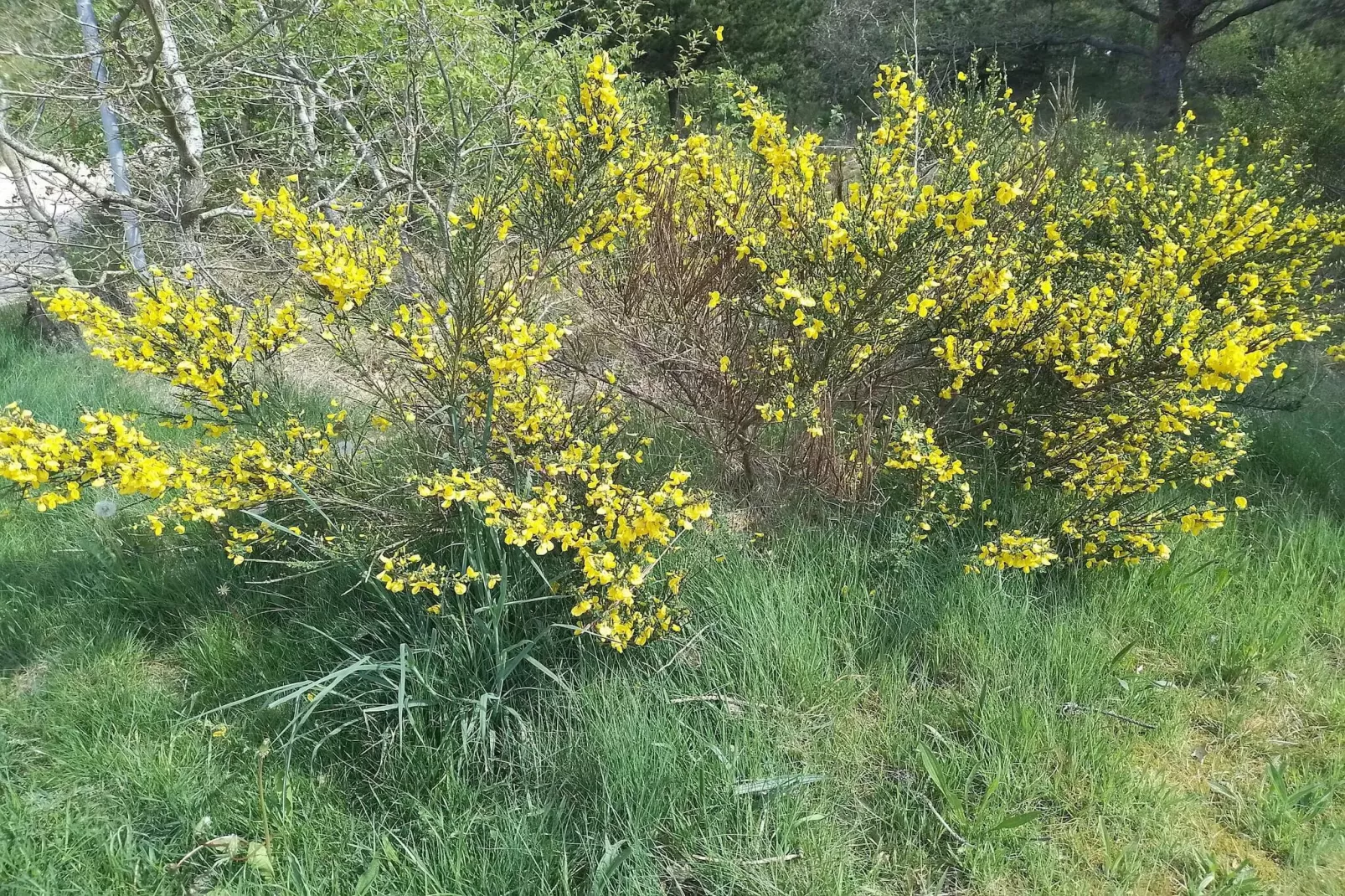 6 persoons vakantie huis in Henne-Niet-getagd