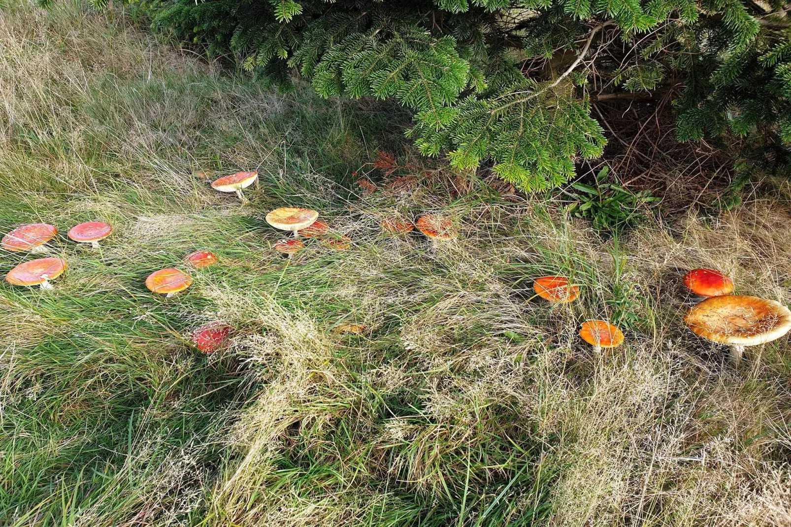 10 persoons vakantie huis in Væggerløse-Niet-getagd