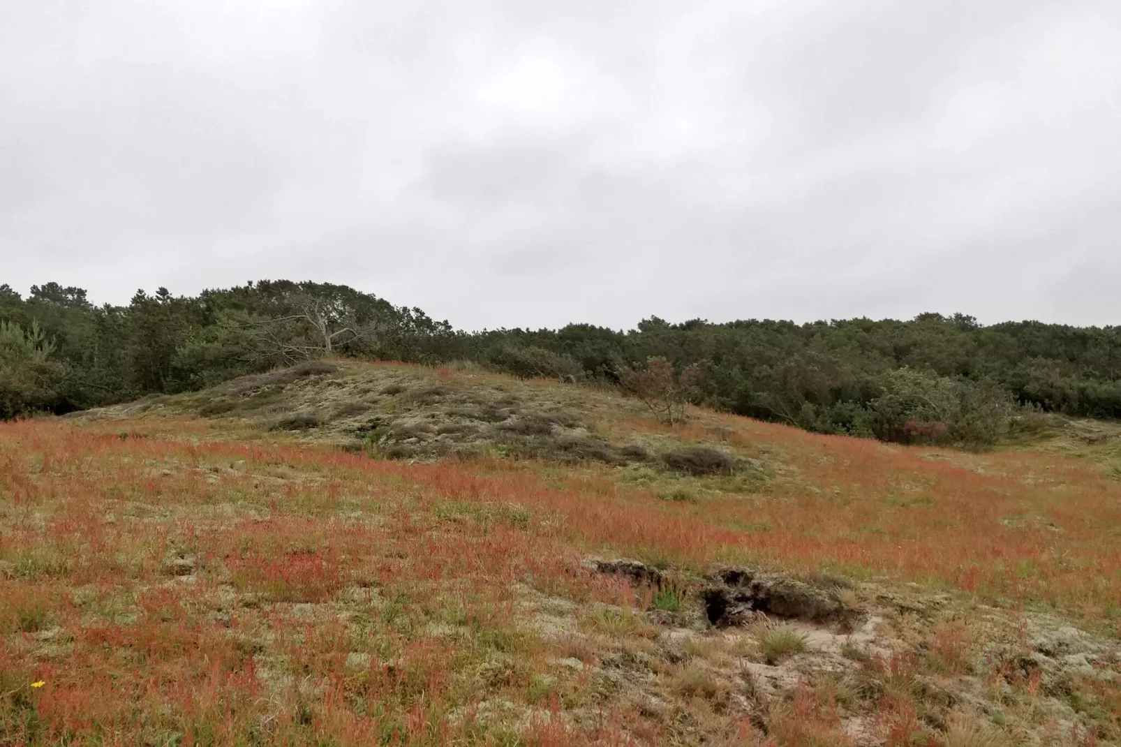 4 persoons vakantie huis in Fanø-By Traum-Niet-getagd