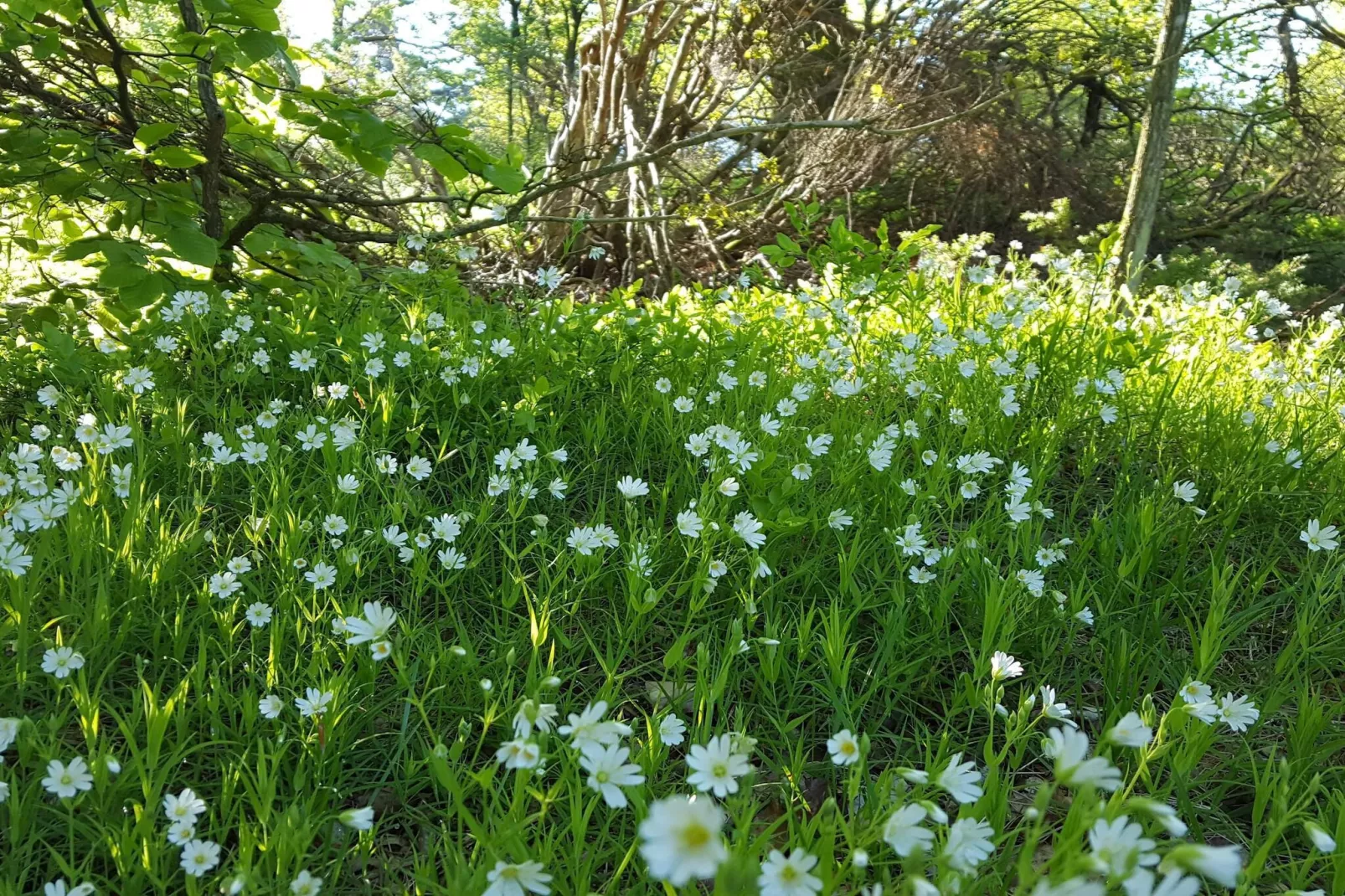Gezinsvriendelijk huis aan het strand-Niet-getagd