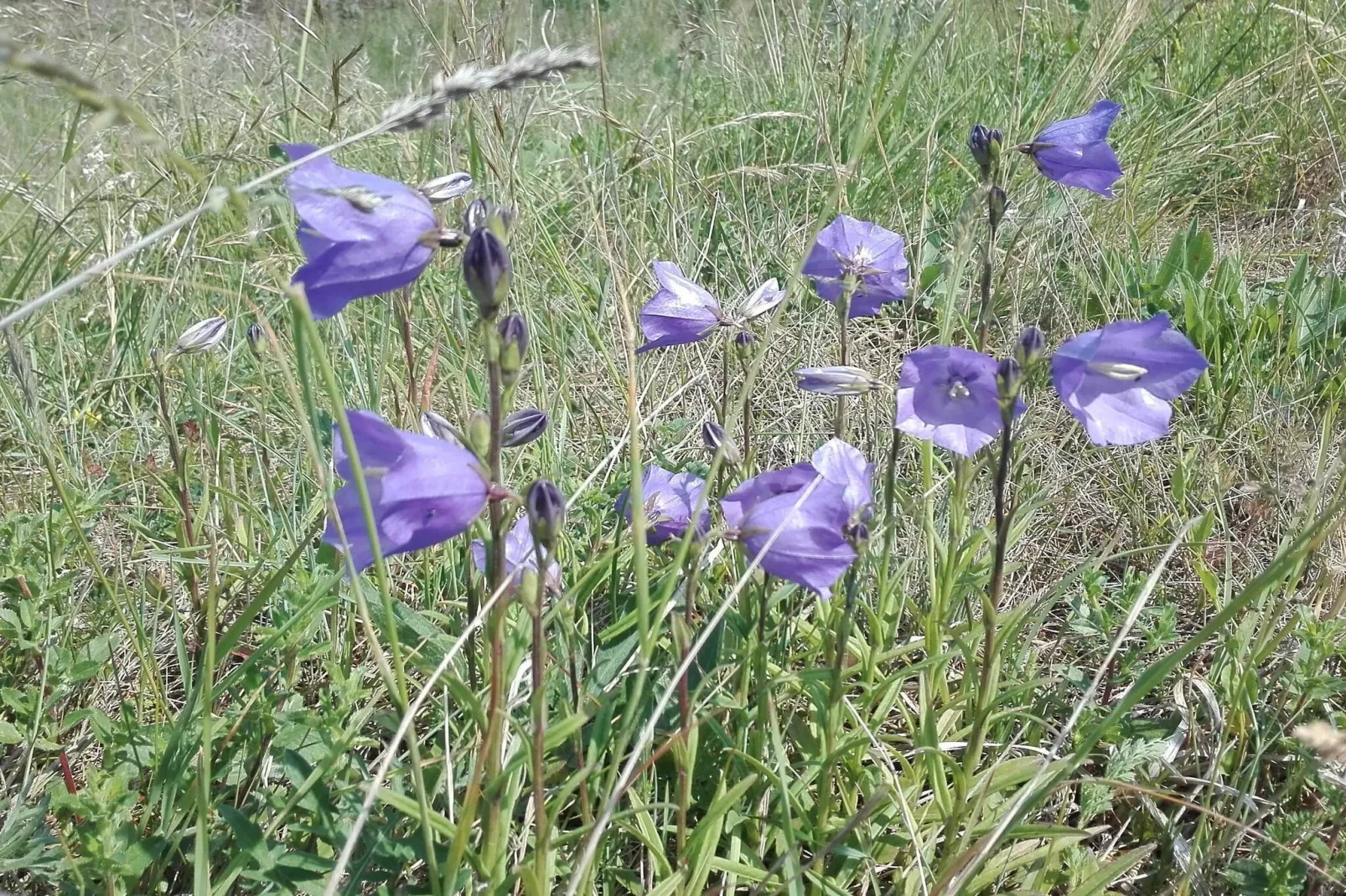 6 persoons vakantie huis in Nykøbing Sj-By Traum-Niet-getagd