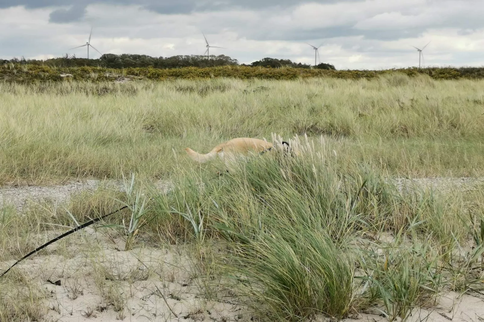 8 persoons vakantie huis in Dannemare-Niet-getagd