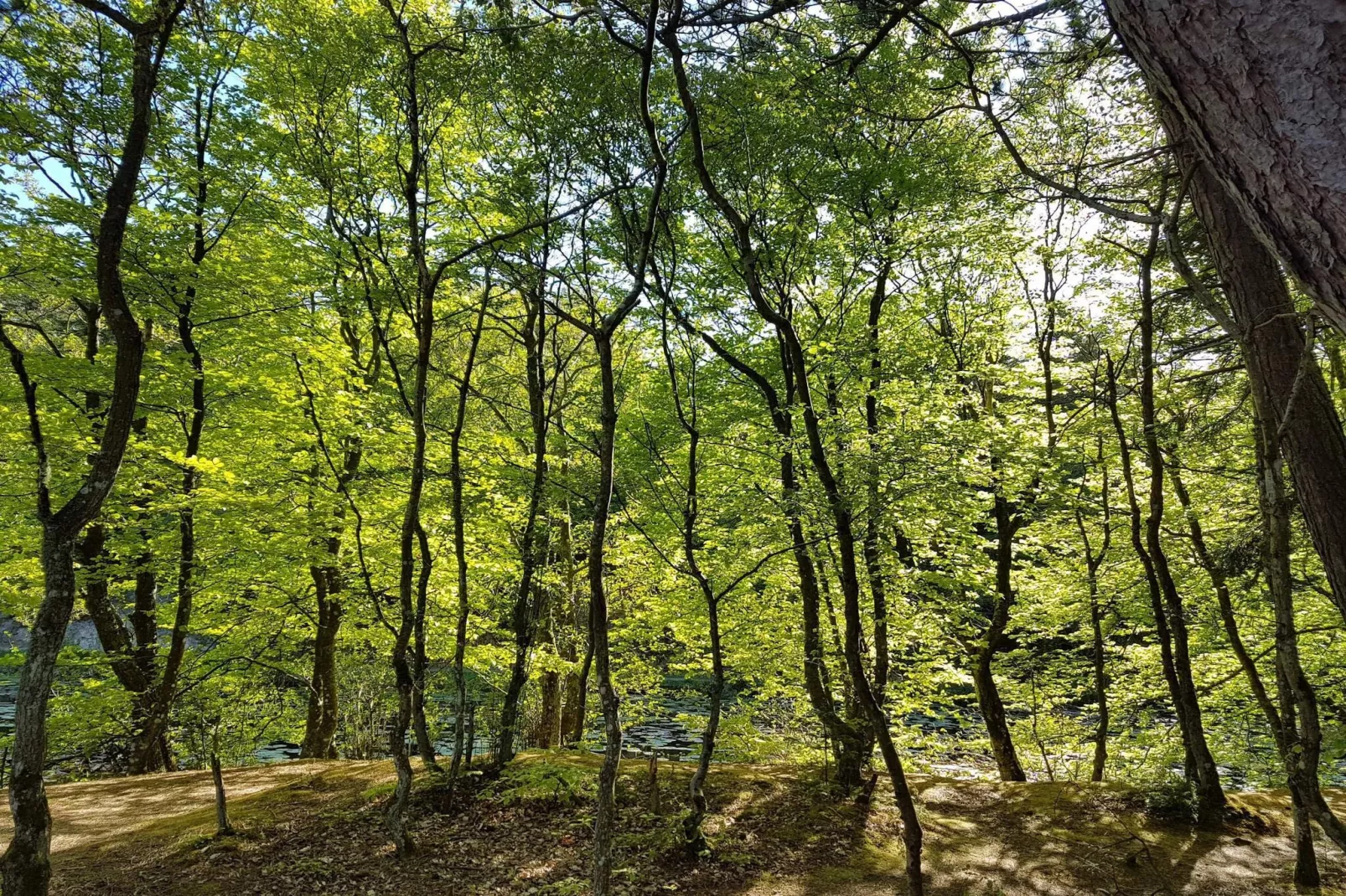 6 persoons vakantie huis in Ålbæk-By Traum-Buitenlucht