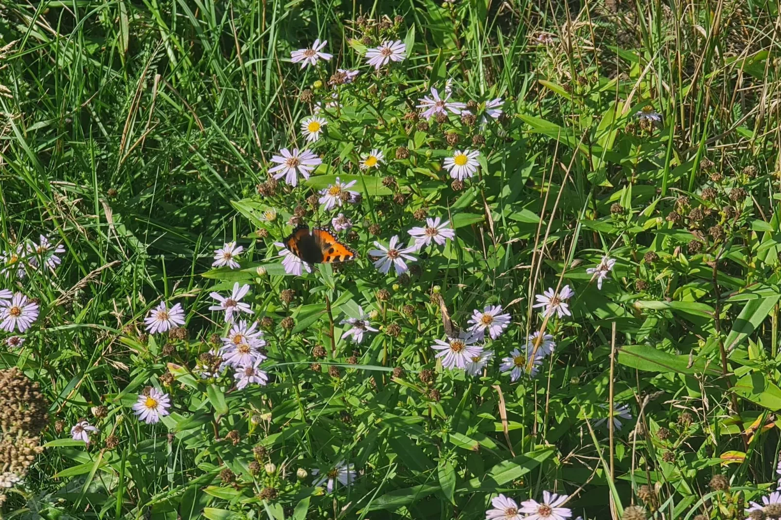 4 persoons vakantie huis in Rømø