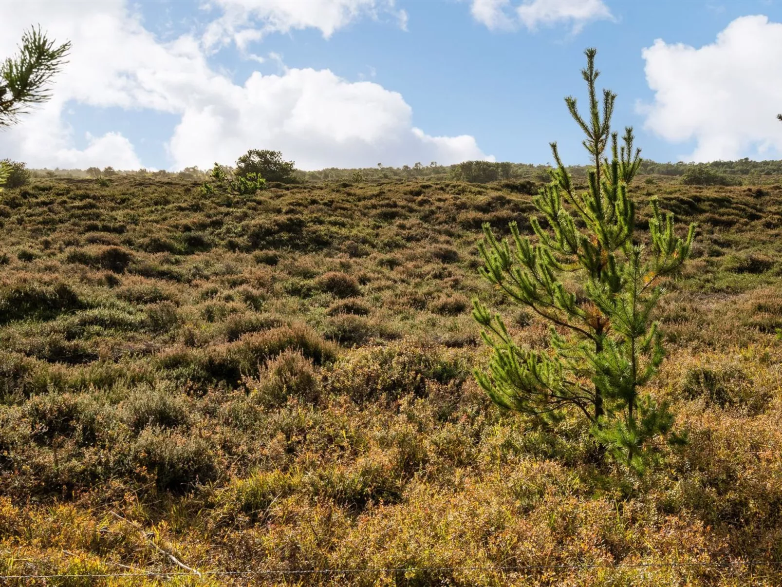 "Ilona" - 2km from the sea