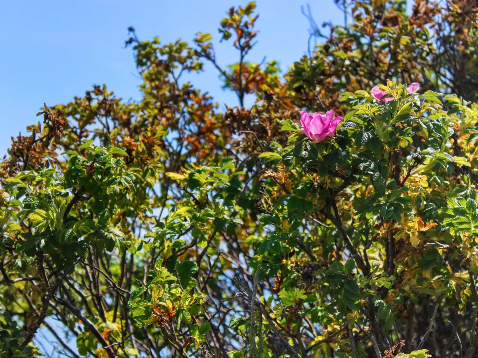 "Edmer" - 50m from the sea