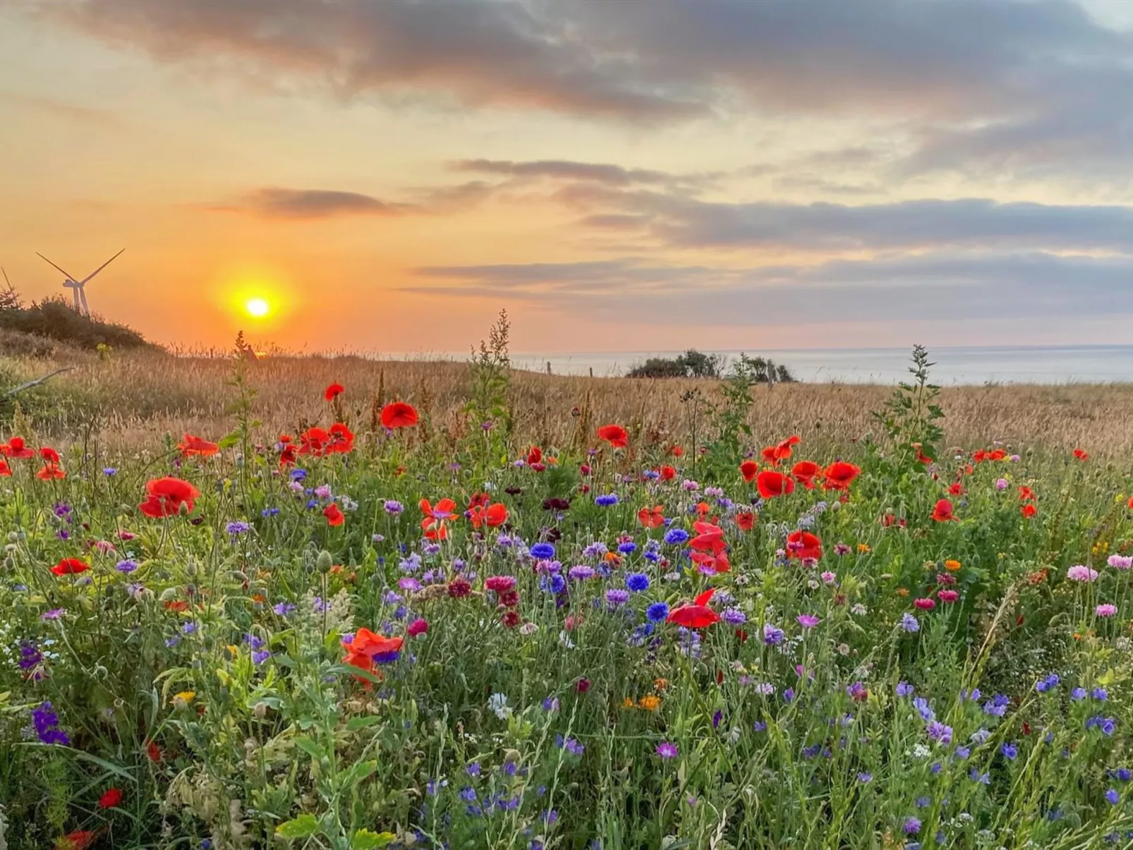 "Alkmar" - 75m from the sea