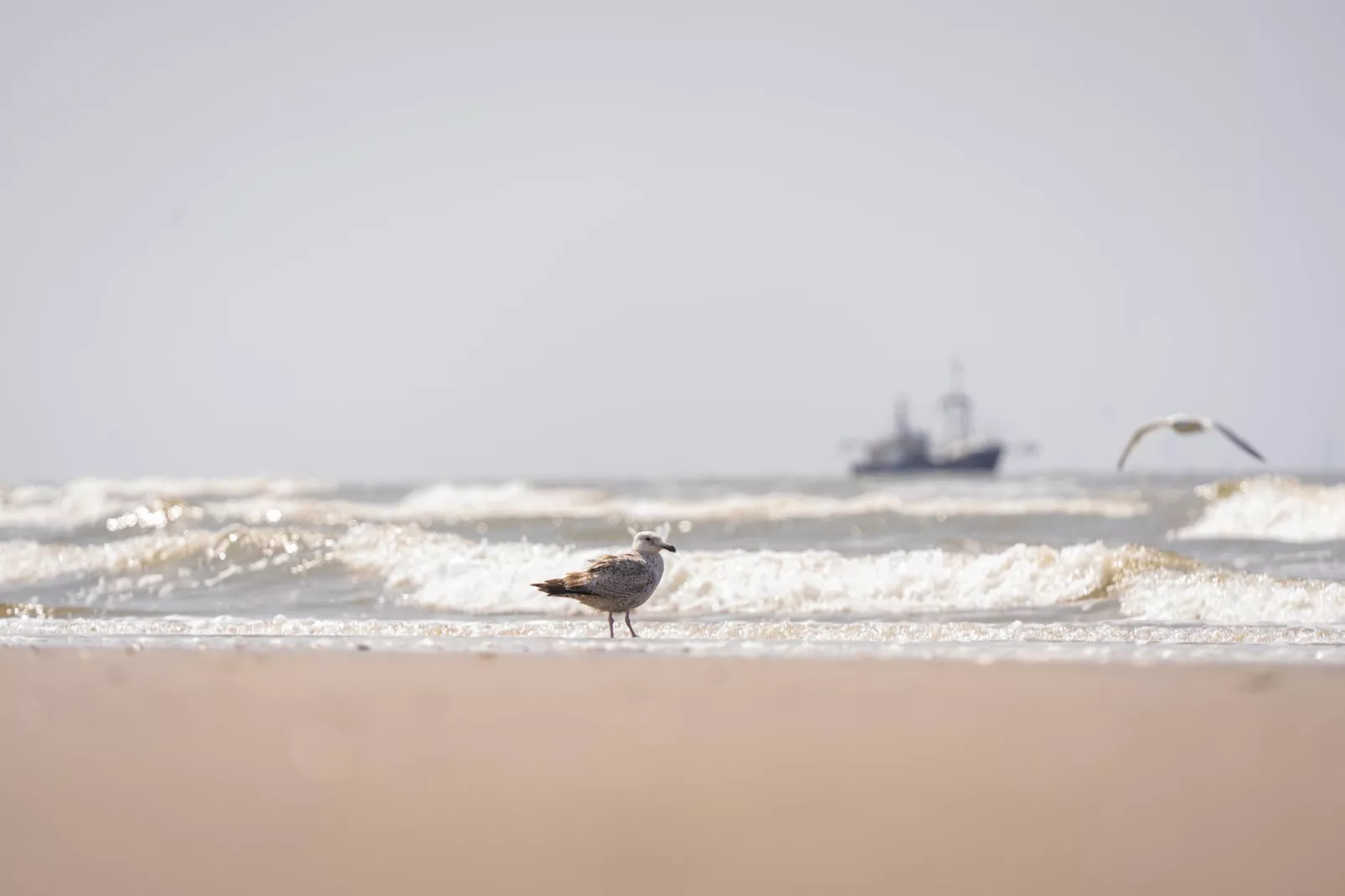 Resort Beach Houses Wijk aan Zee 1-Gebieden zomer 1km