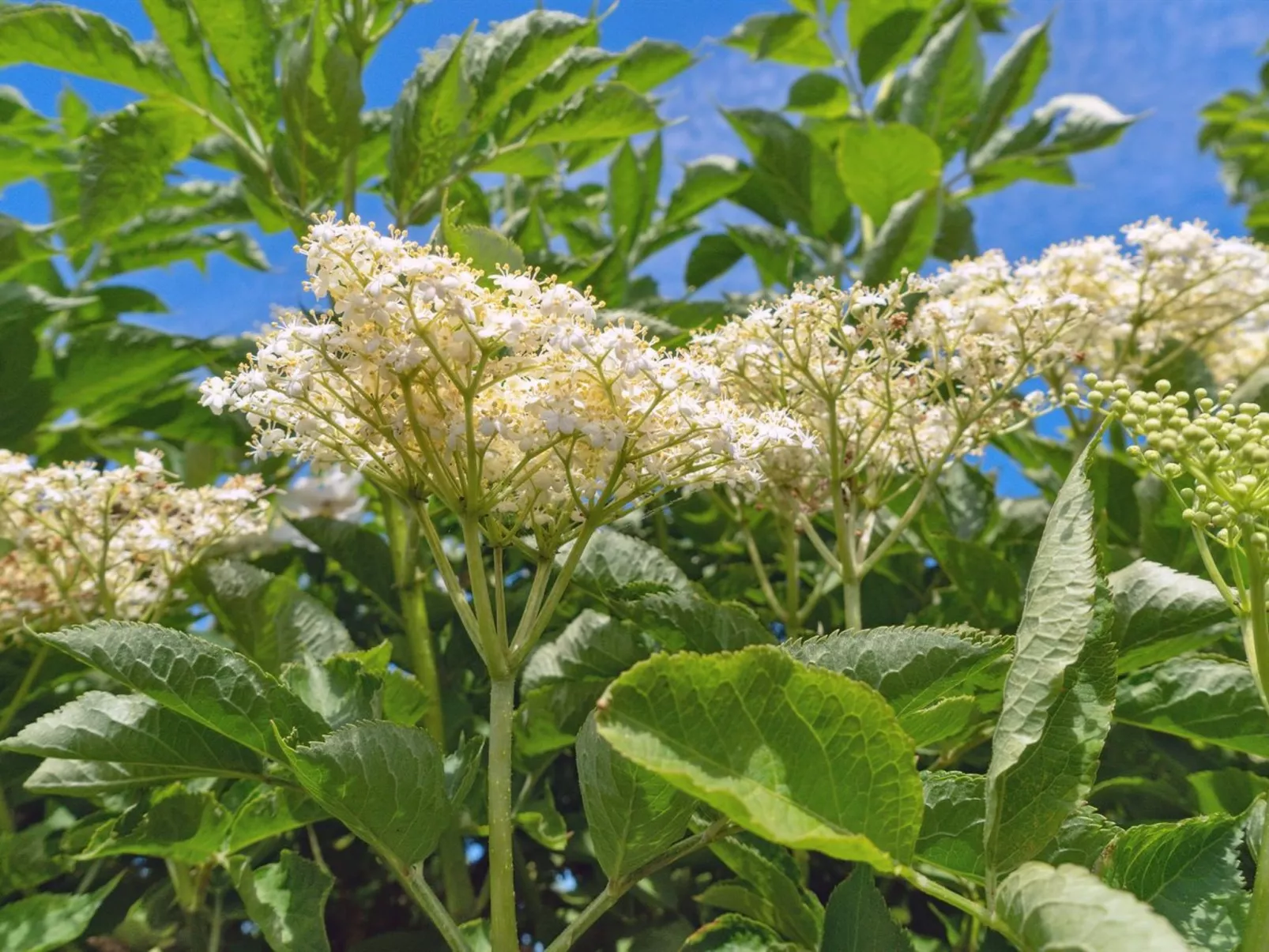 "Eliene" - 400m from the sea