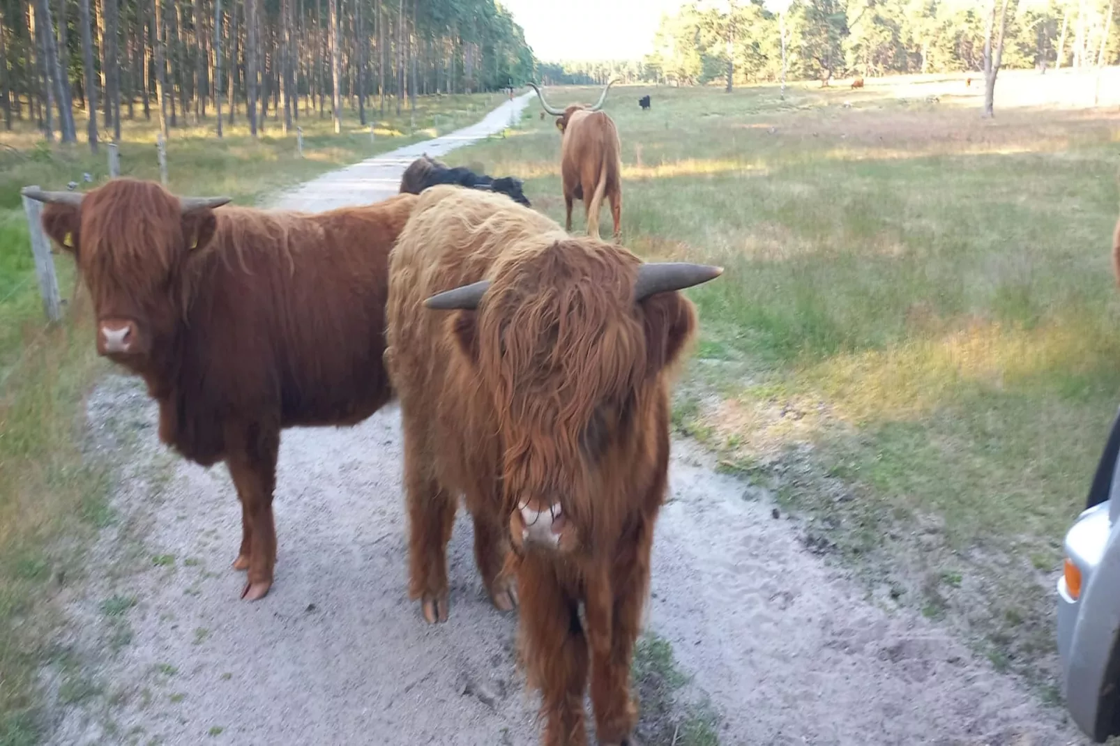 Luxe vakantiehuis Veluwe met Wellness-Gebieden zomer 5km