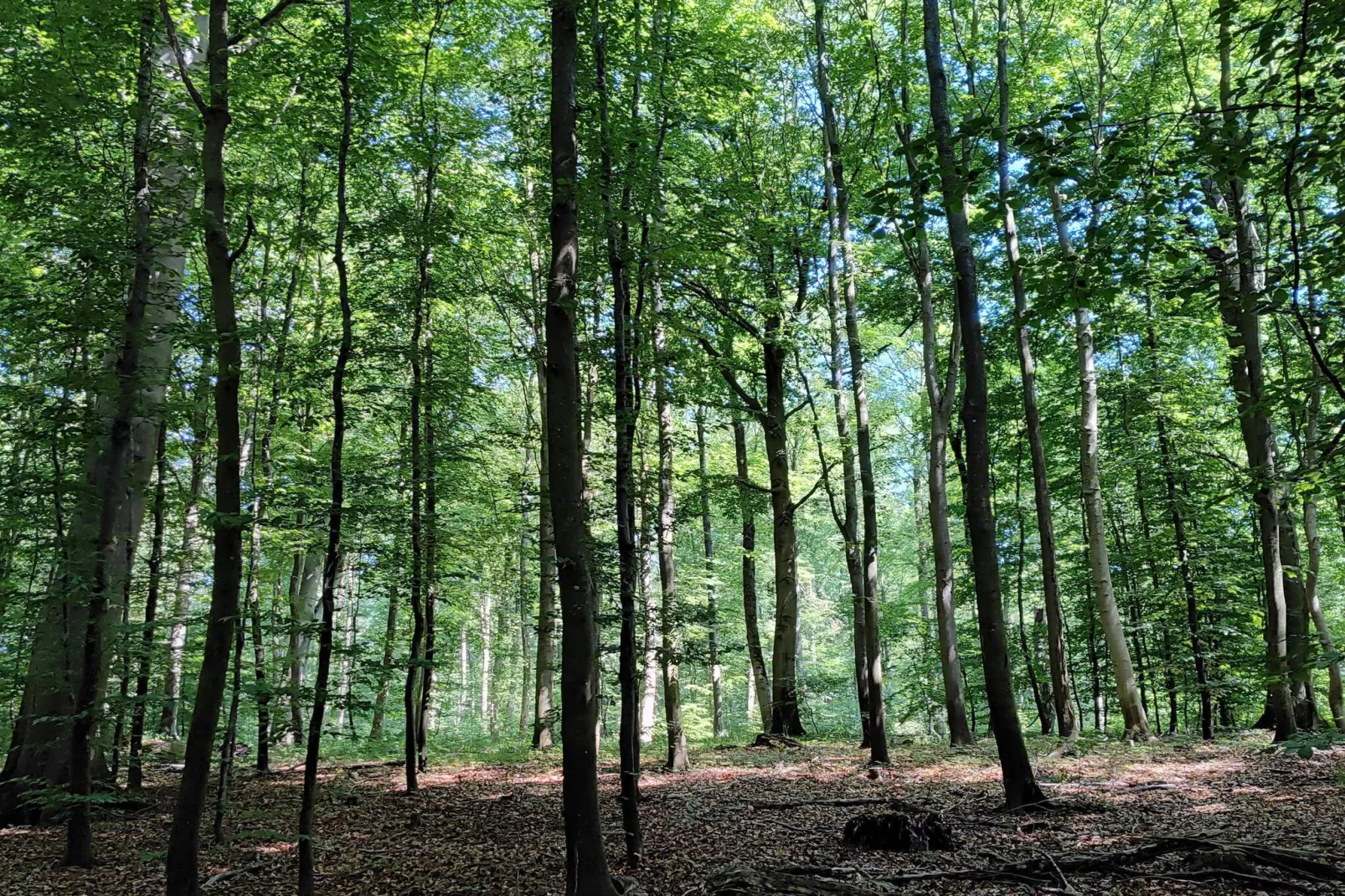 4 sterren vakantie huis in Vedbæk