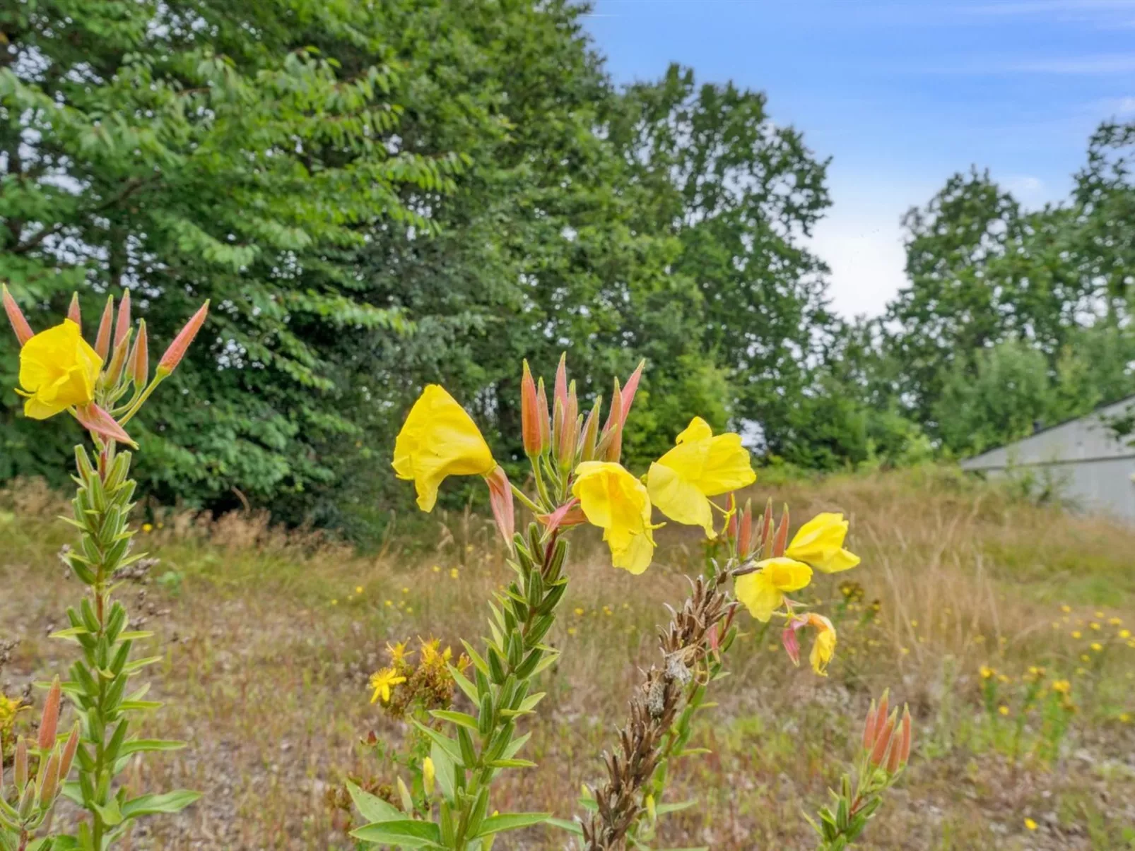 "Vili" - 300m from the sea