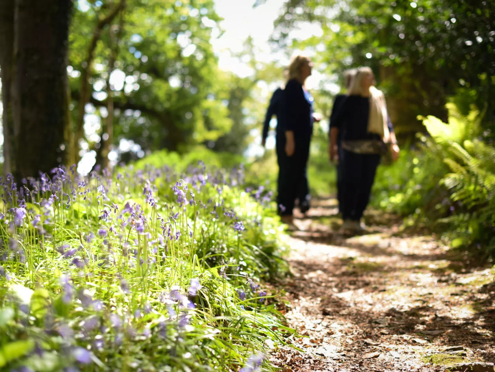 Historic Castle on River Tamar
