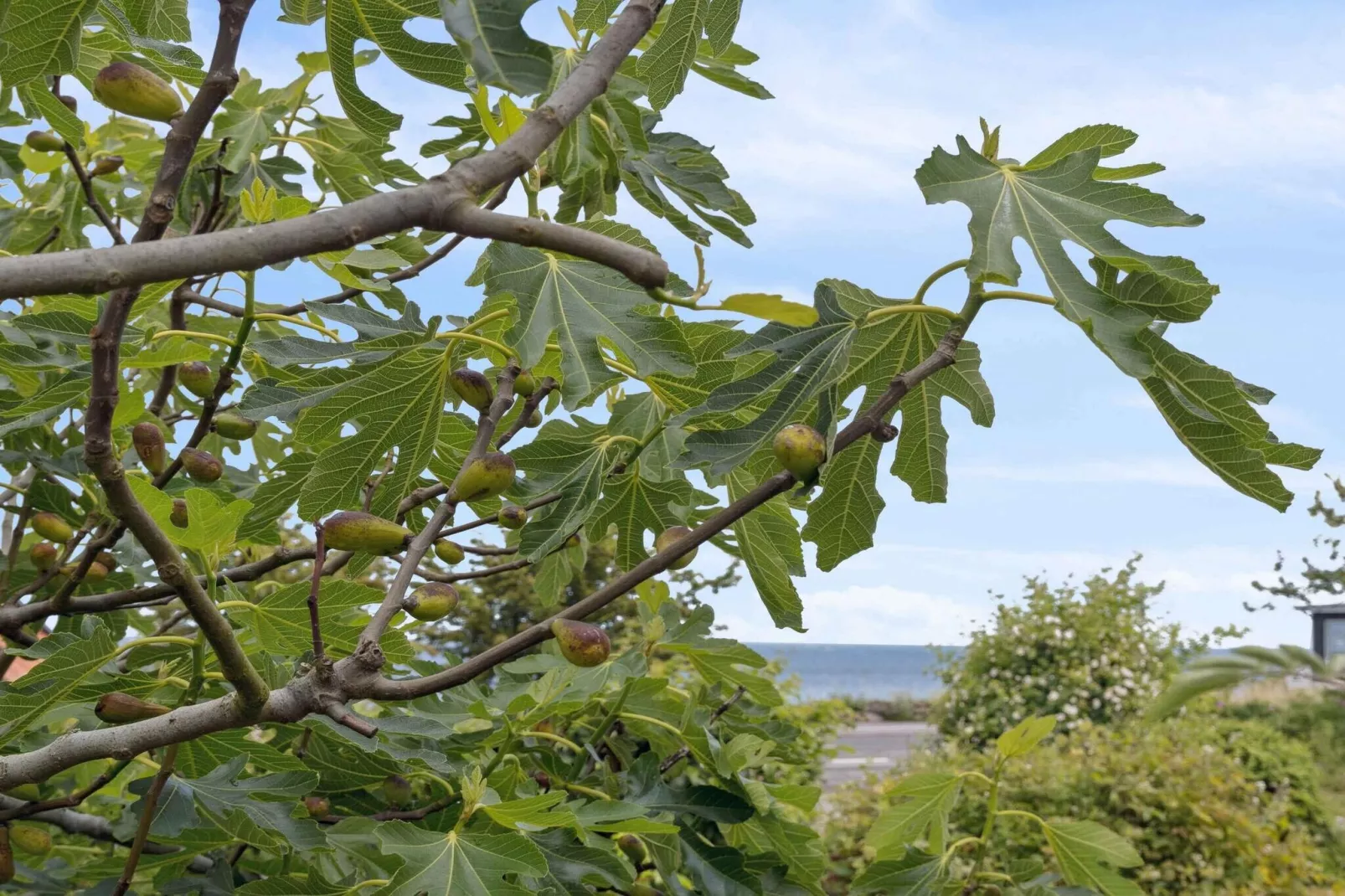 4 sterren vakantie huis in Allinge