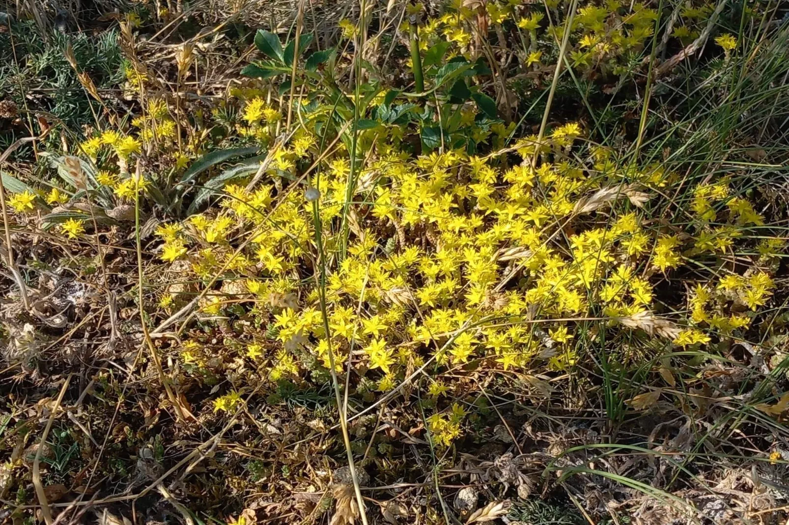 Nostalgische eilandidylle in Aâ€“land-By Traum-Niet-getagd