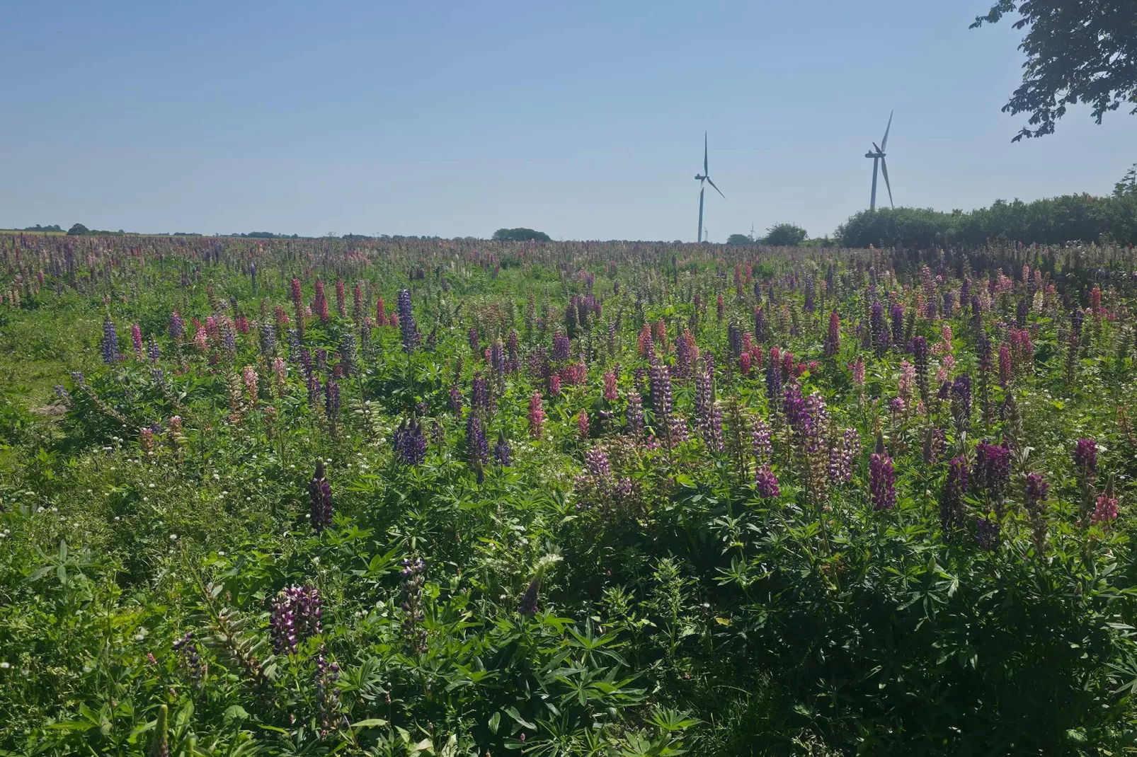 Historische Watertoren Toevluchtsoord-By Traum-Niet-getagd
