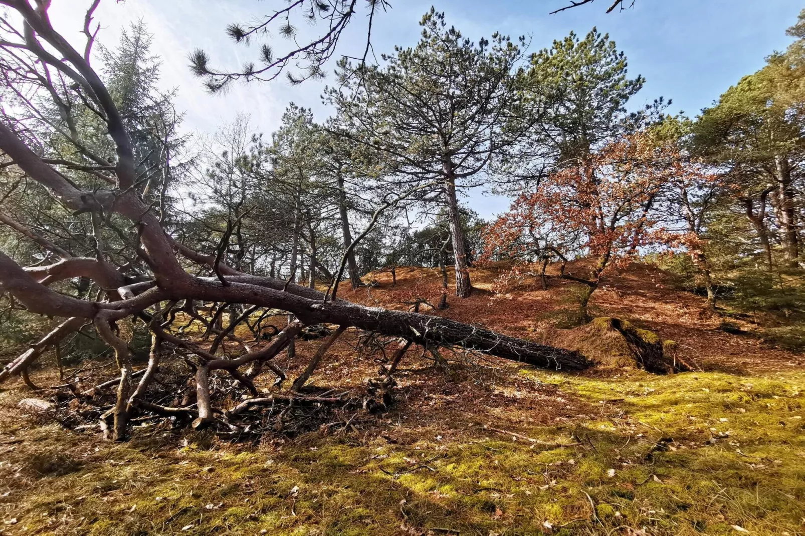 4 persoons vakantie huis in Oksbøl-Niet-getagd