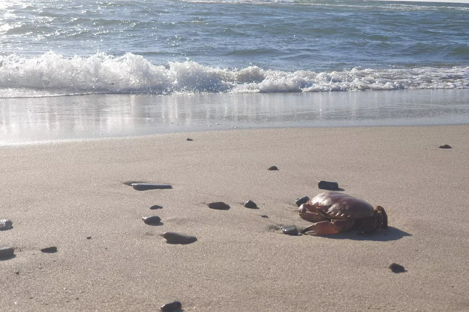 8 persoons vakantie huis in Ringkøbing-Waterzicht