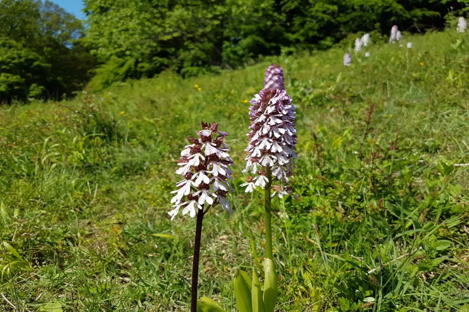 6 persoons vakantie huis in Præstø-By Traum-Niet-getagd