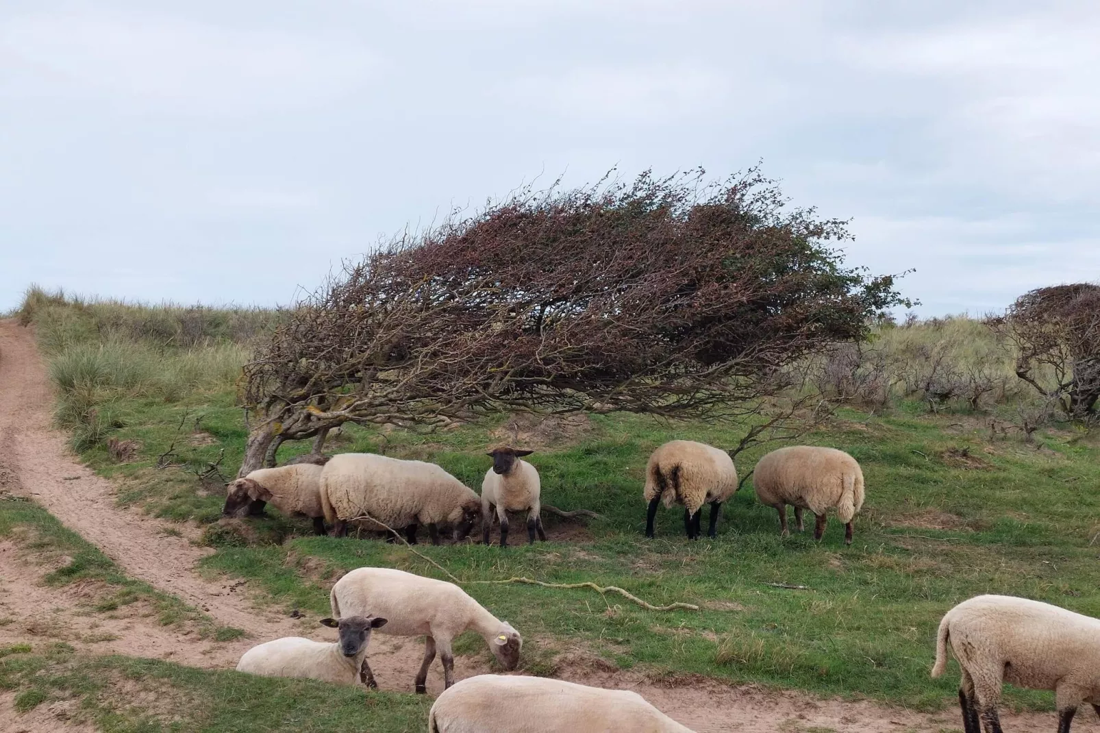 6 persoons vakantie huis in Løkken-By Traum-Niet-getagd