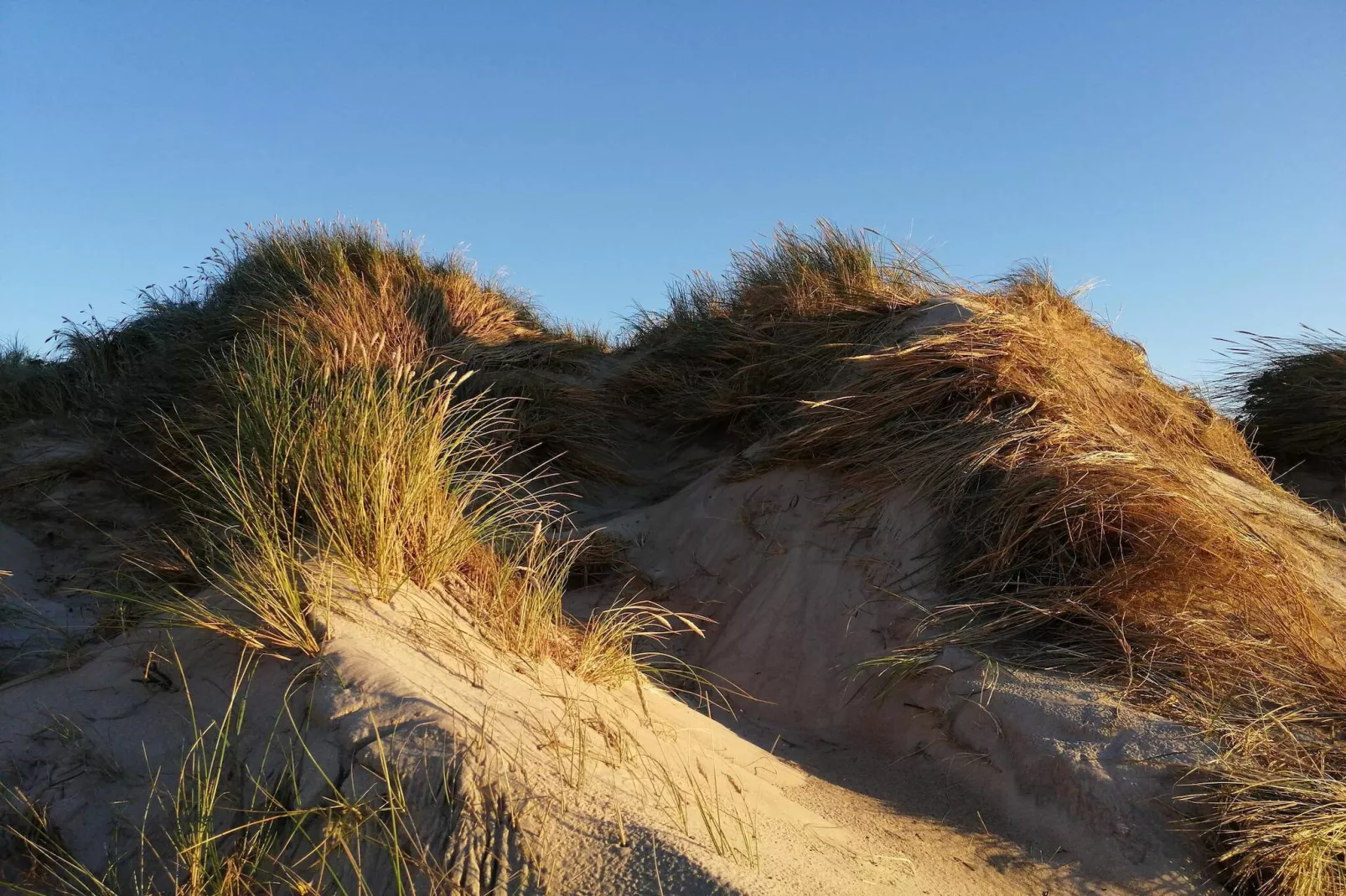 Rolstoeltoegankelijk huisje met zwembad
