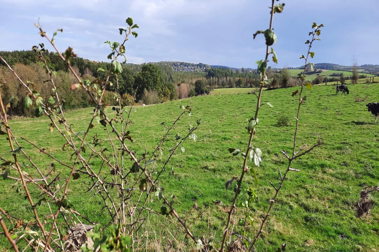 Honnay-Gebieden zomer 1km