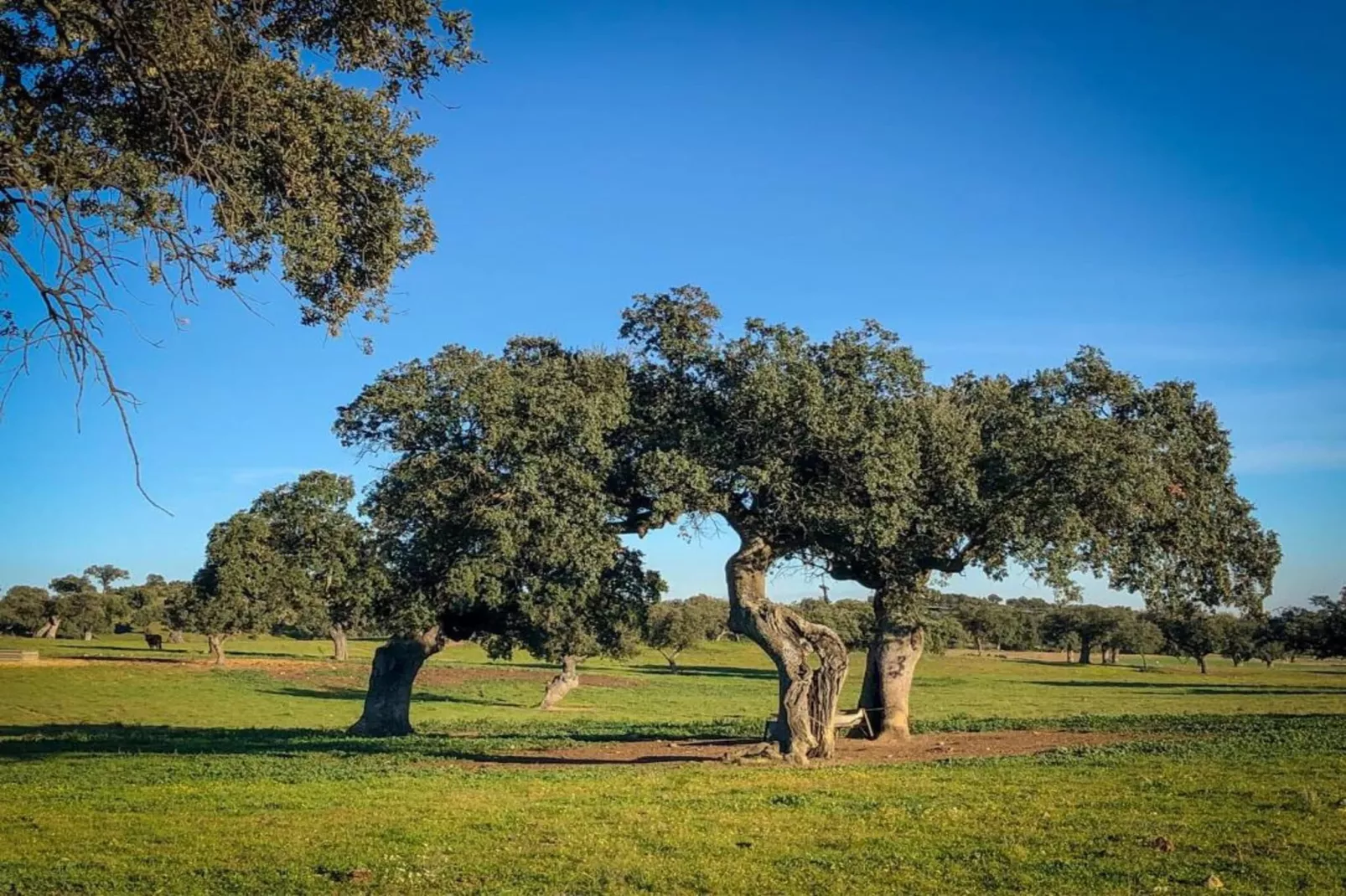 Villapark Ehzerburg 1-Gebieden zomer 20km