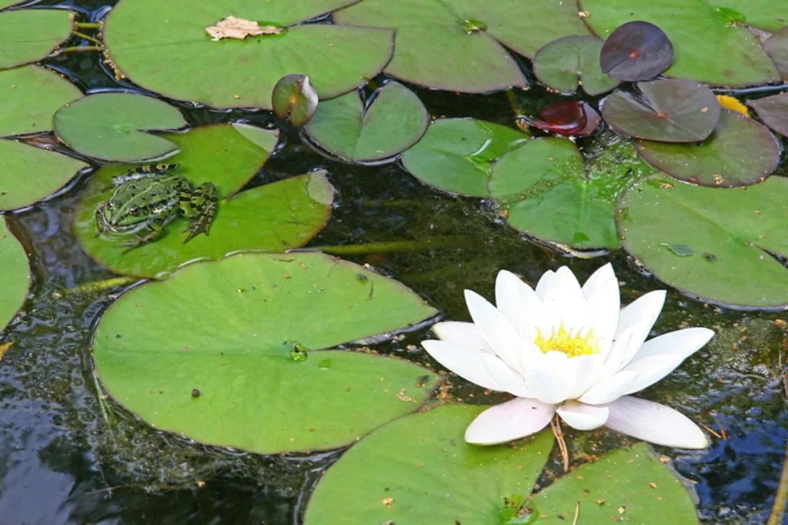 Bospark Markelo 7-Gebieden zomer 20km
