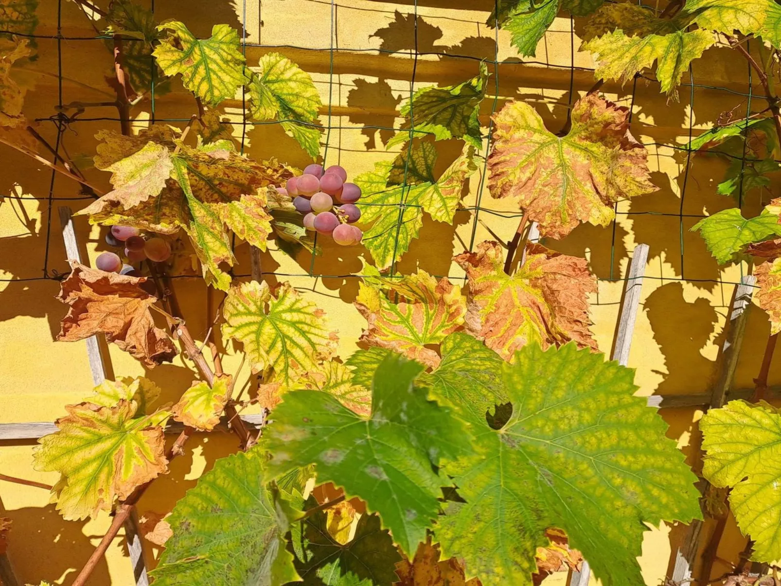 "Amlethus" - 375m from the sea