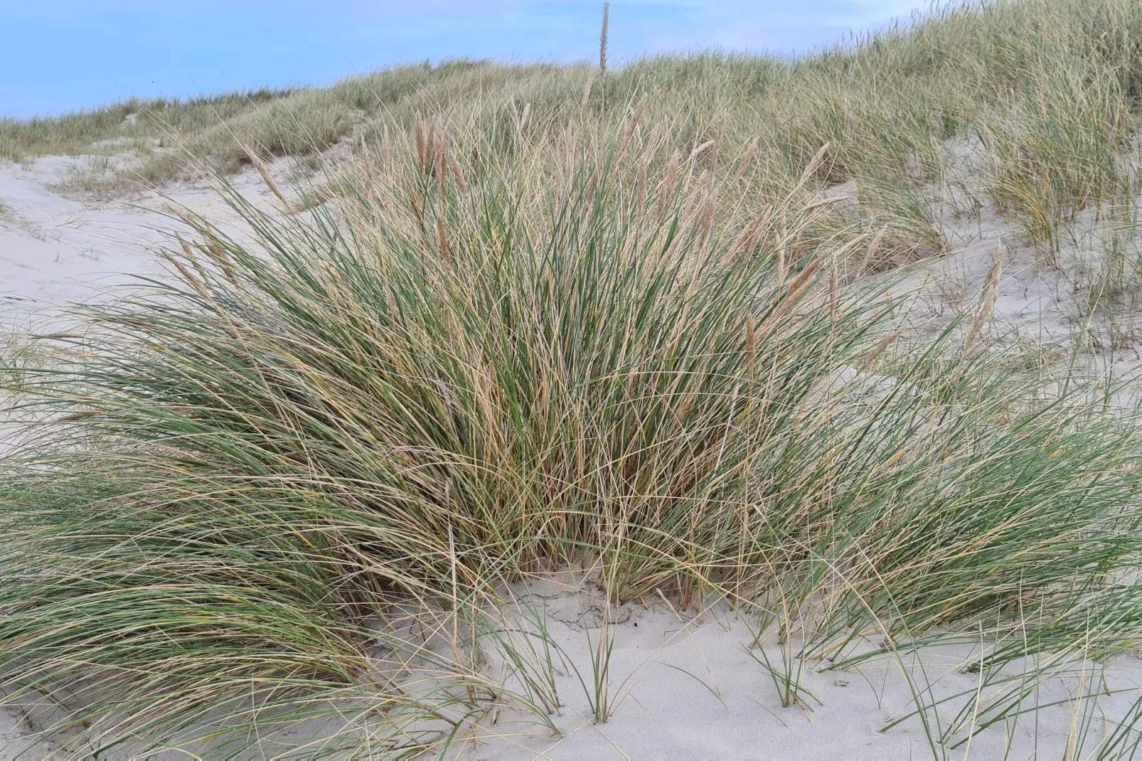 6 persoons vakantie huis in Pandrup-By Traum-Niet-getagd