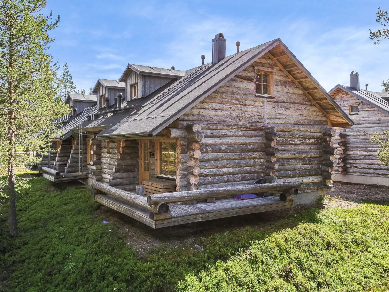 Teerentie / aurora (k 32) / p-Binnen