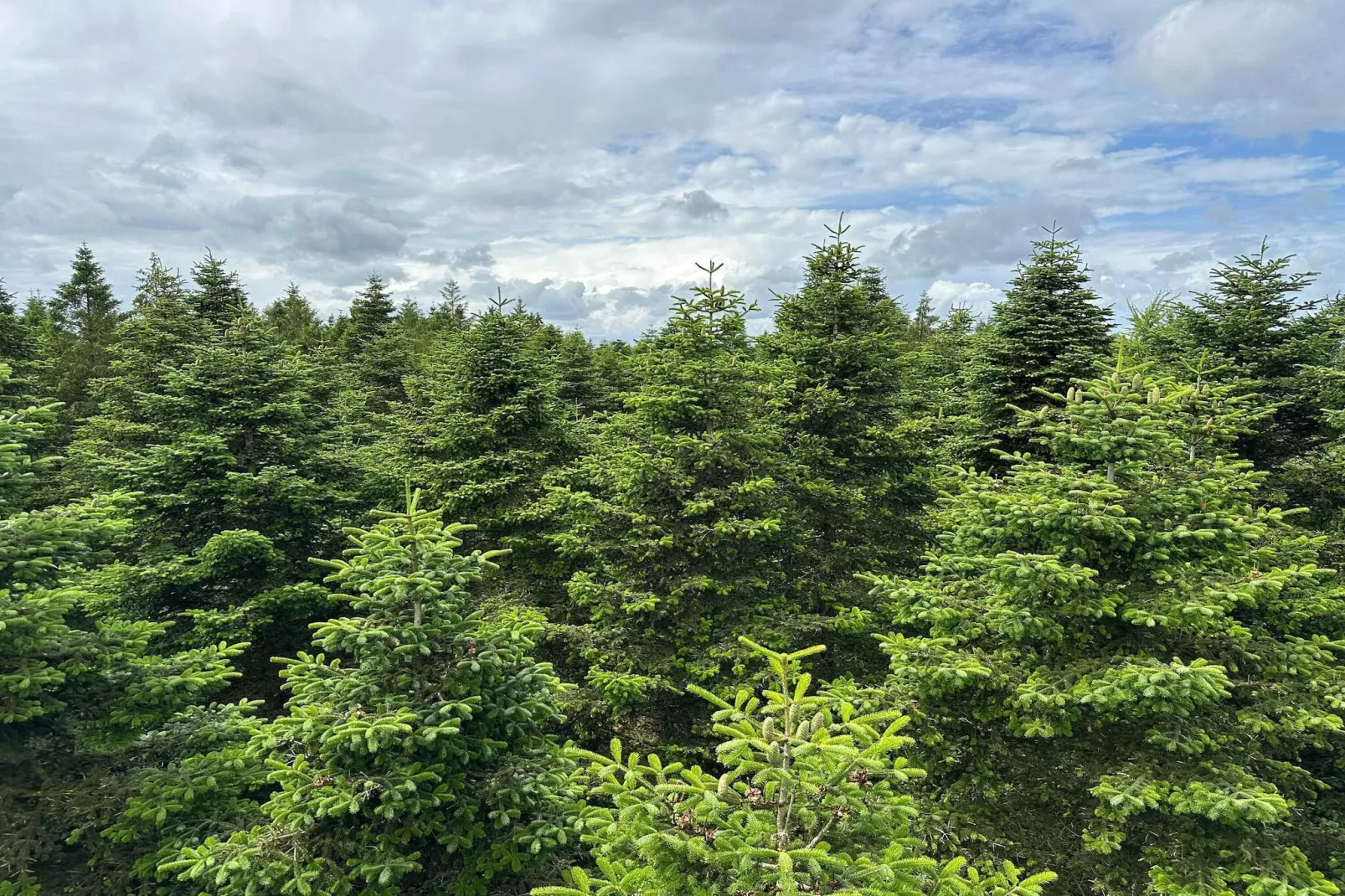 Vakantiehuis in Midden-Jutland-Niet-getagd