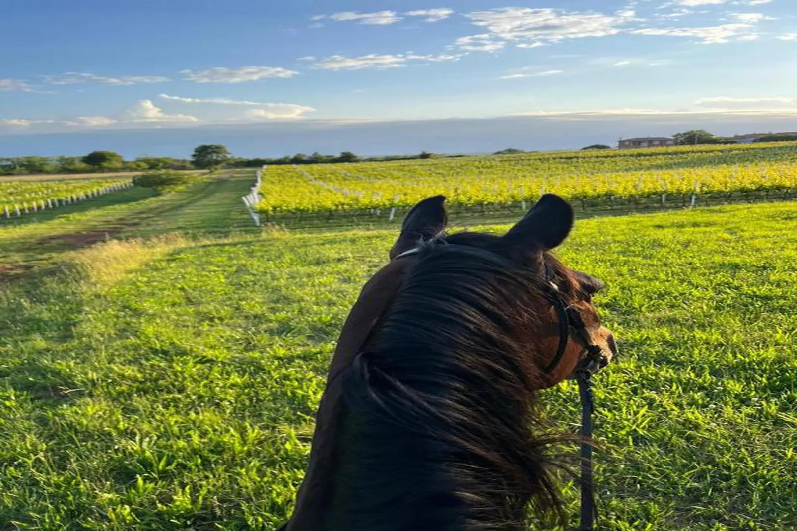 Apartment Mirna with Pool and Lovely Garden-Gebieden zomer 20km