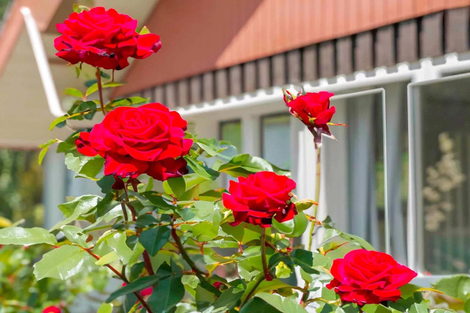 5 sterren vakantie huis in Haarby-Buitenlucht