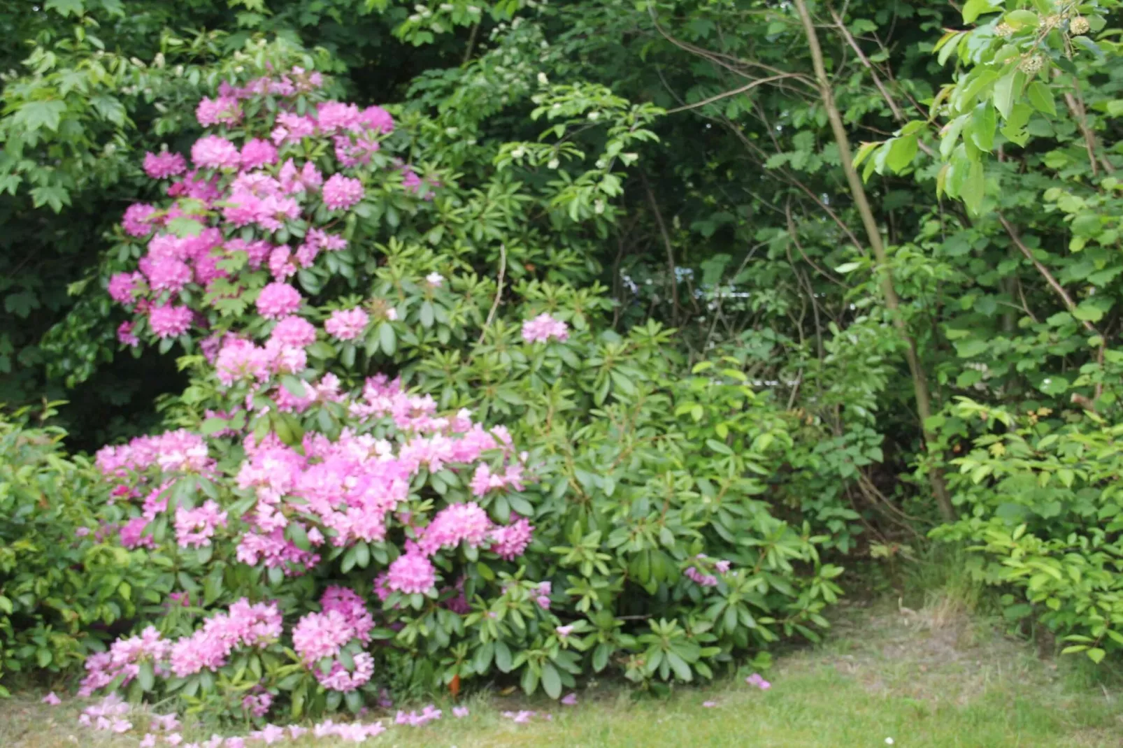 5 sterren vakantie huis in Hornbæk-Buitenlucht