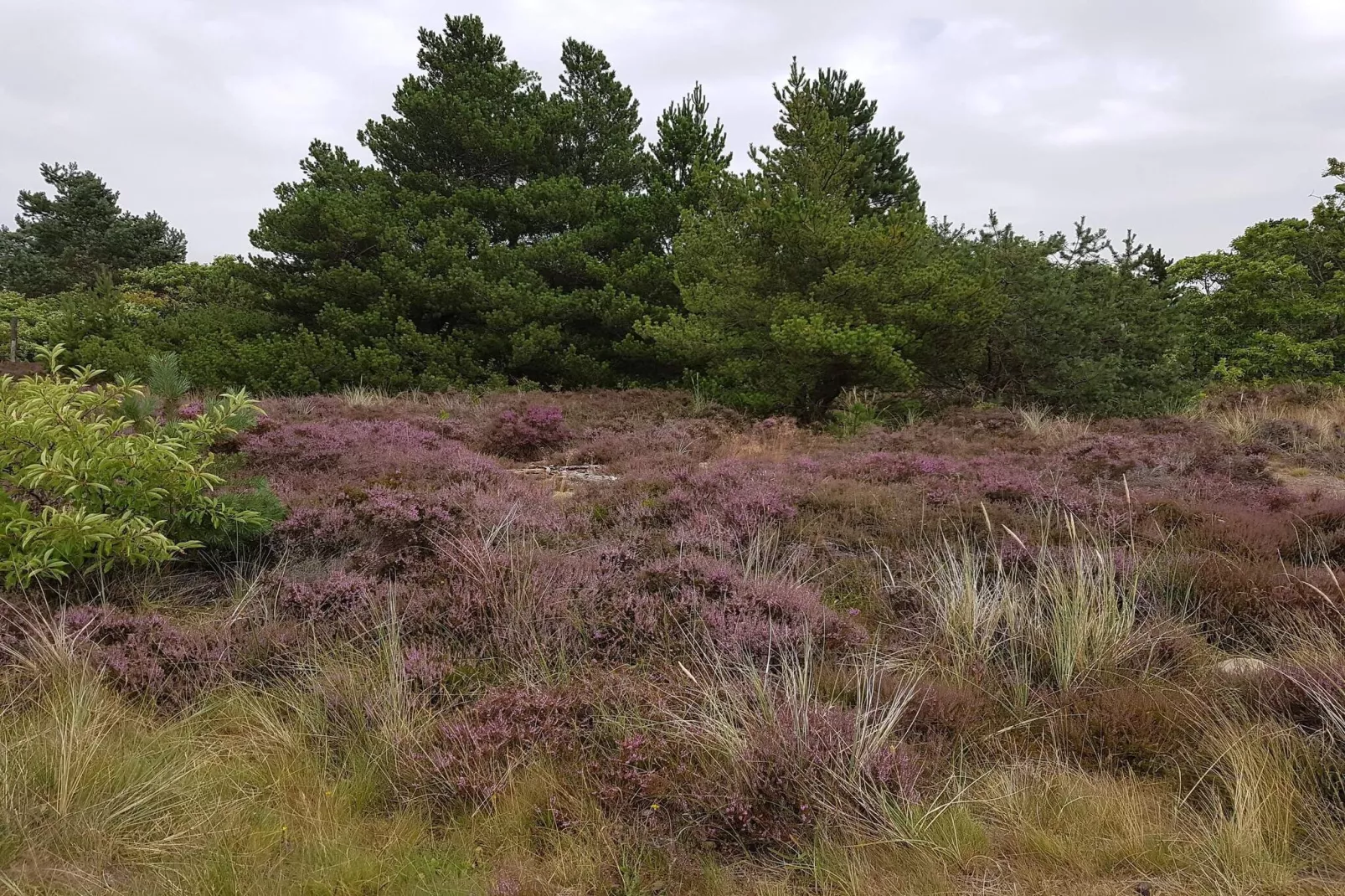 Huisdiervriendelijk Rømø Getaway Appartement-Niet-getagd