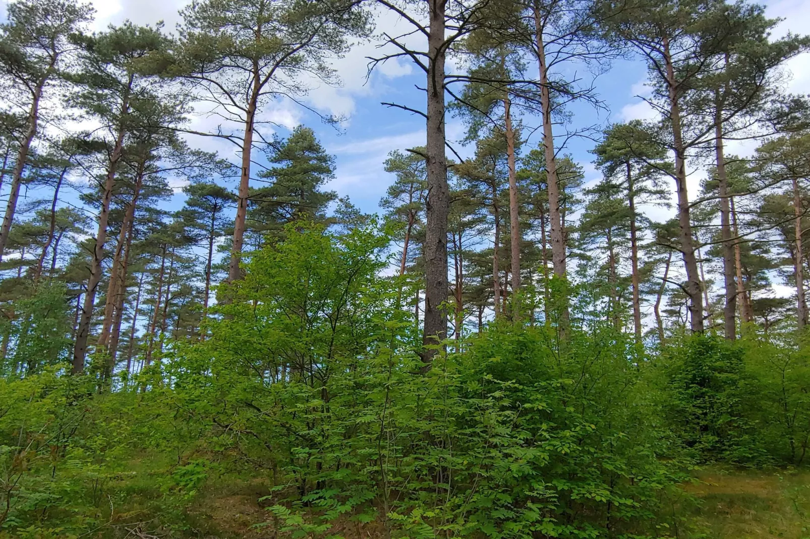 6 persoons vakantie huis in Oksbøl-By Traum-Niet-getagd