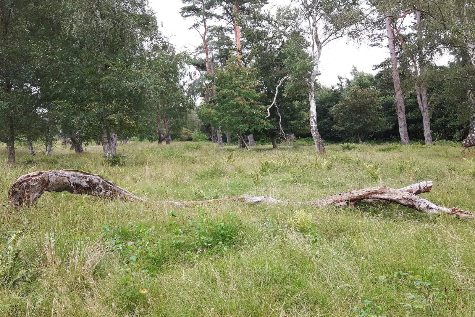 12 persoons vakantie huis in Idestrup-By Traum-Niet-getagd