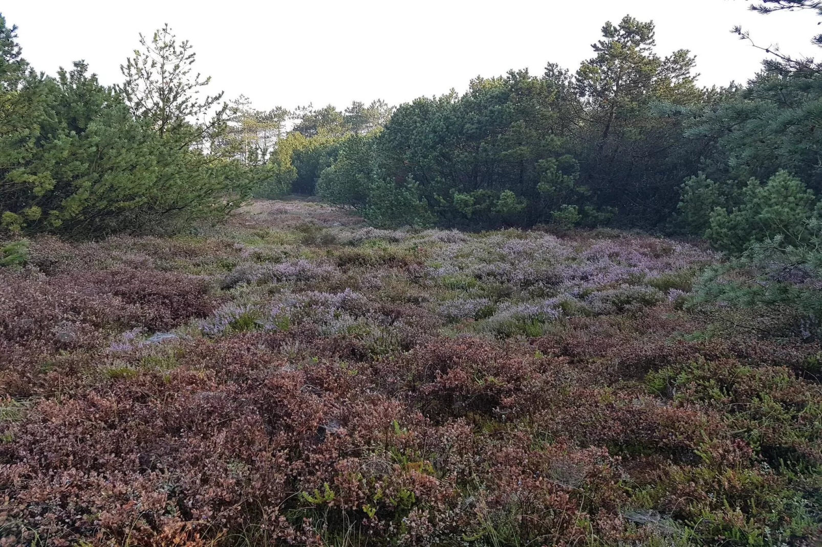 8 persoons vakantie huis in Tarm-By Traum-Niet-getagd