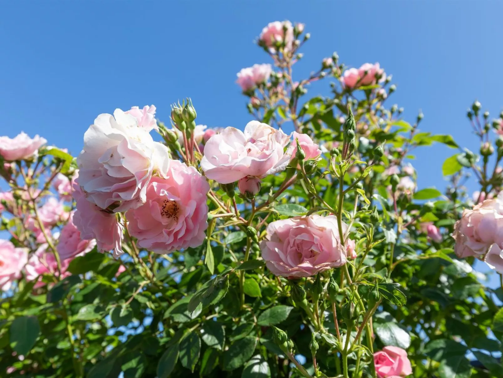 "Pimen" - 200m from the sea-Buiten