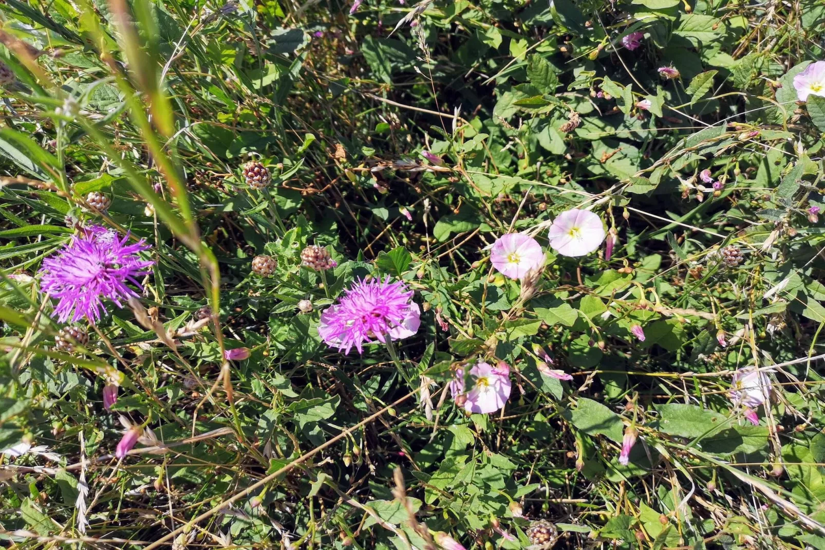 4 persoons vakantie huis in Karrebæksminde-Niet-getagd