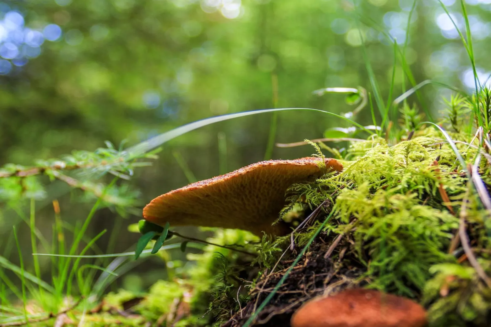 Vakantiehuis in Midden-Jutland-Niet-getagd