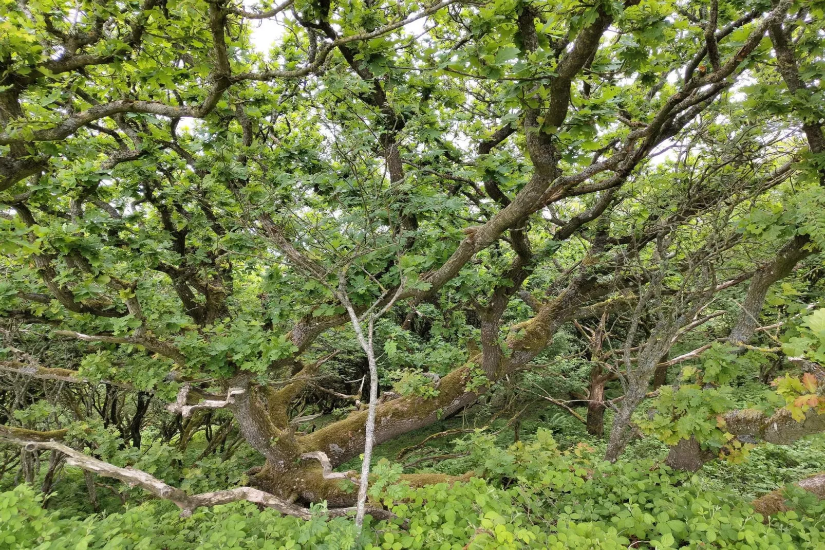 4 sterren vakantie huis in Spøttrup-Niet-getagd