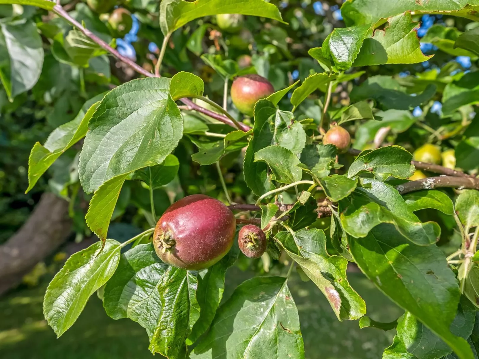 "Sampsa" - 75m from the sea-Buiten