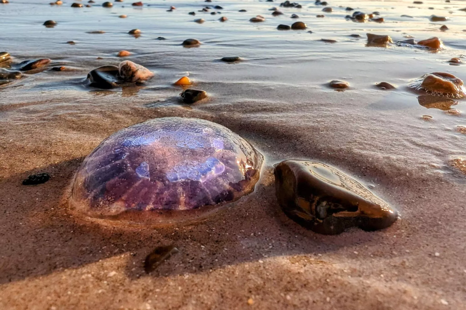 Strandplezier bij Saltum Strand-By Traum-Waterzicht