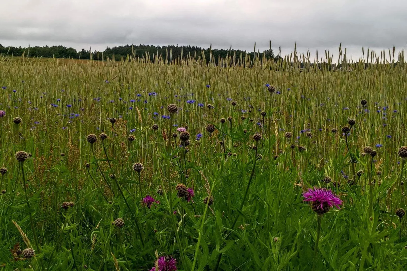 6 persoons vakantie huis in Fjerritslev-Niet-getagd