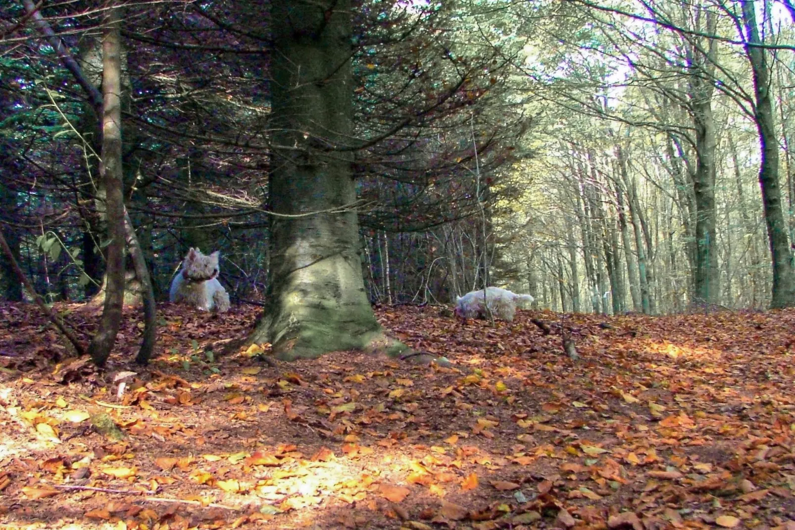 6 persoons vakantie huis in Toftlund-By Traum-Buitenlucht